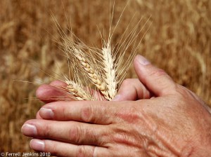 Wheat near Mount Nemrut, Eastern Turkey